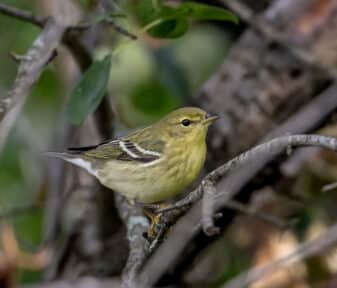 Blackpoll Warbler