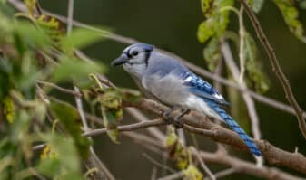 Blue Jay