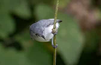 Blue-grey Gnatcatcher