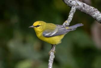 Blue-winged Warbler