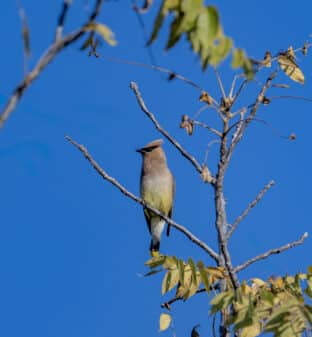 Cedar Waxwing