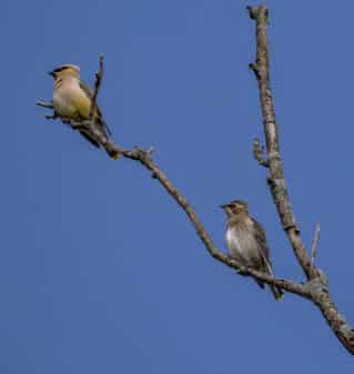 Cedar Waxwing