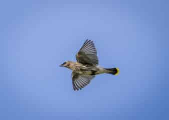 Cedar Waxwing