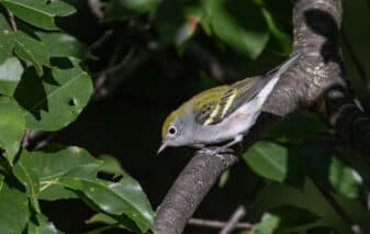 Chestnut-sided Warbler