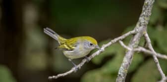 Chestnut-sided Warbler