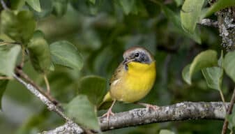 Common Yellowthroat