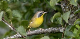 Common Yellowthroat