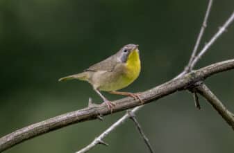 Common Yellowthroat