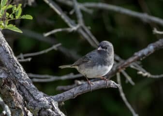 Dark-eyed Junco