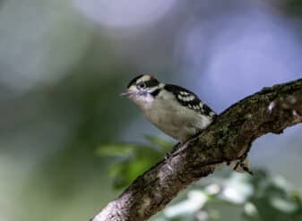 Downy Woodpecker
