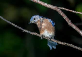 Eastern Bluebird