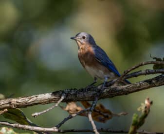 Eastern Bluebird
