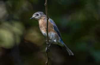 Eastern Bluebird