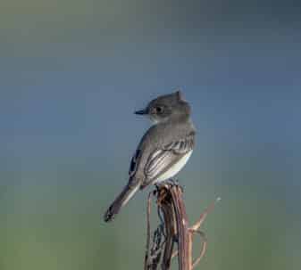 Eastern Phoebe