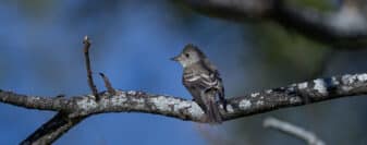 Eastern Wood Pewee