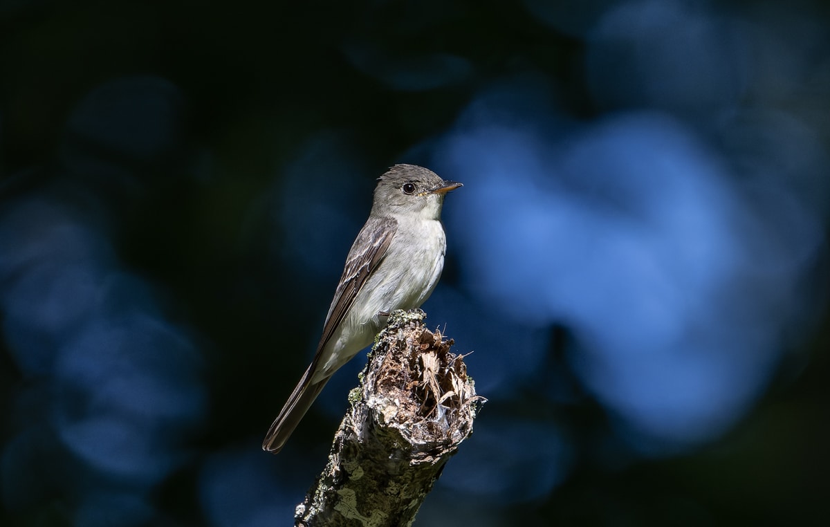 Eastern Wood Pewee