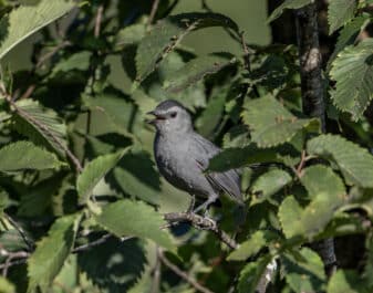 Grey Catbird