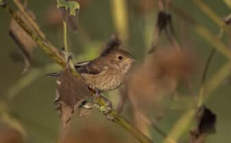 Indigo Bunting