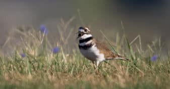 Killdeer