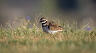 Killdeer