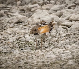 Killdeer