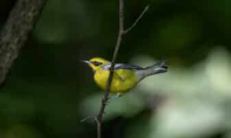 Lawrence's Warbler (Hybrid)