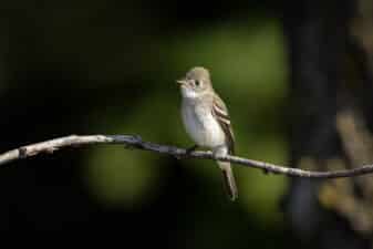 Least Flycatcher