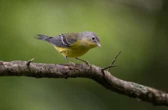 Magnolia Warbler