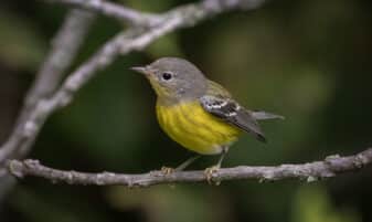 Magnolia Warbler