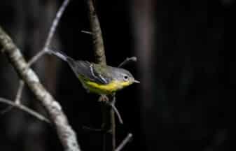 Magnolia Warbler
