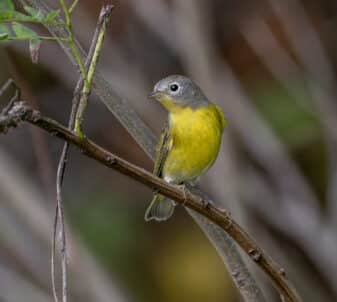 Nashville Warbler