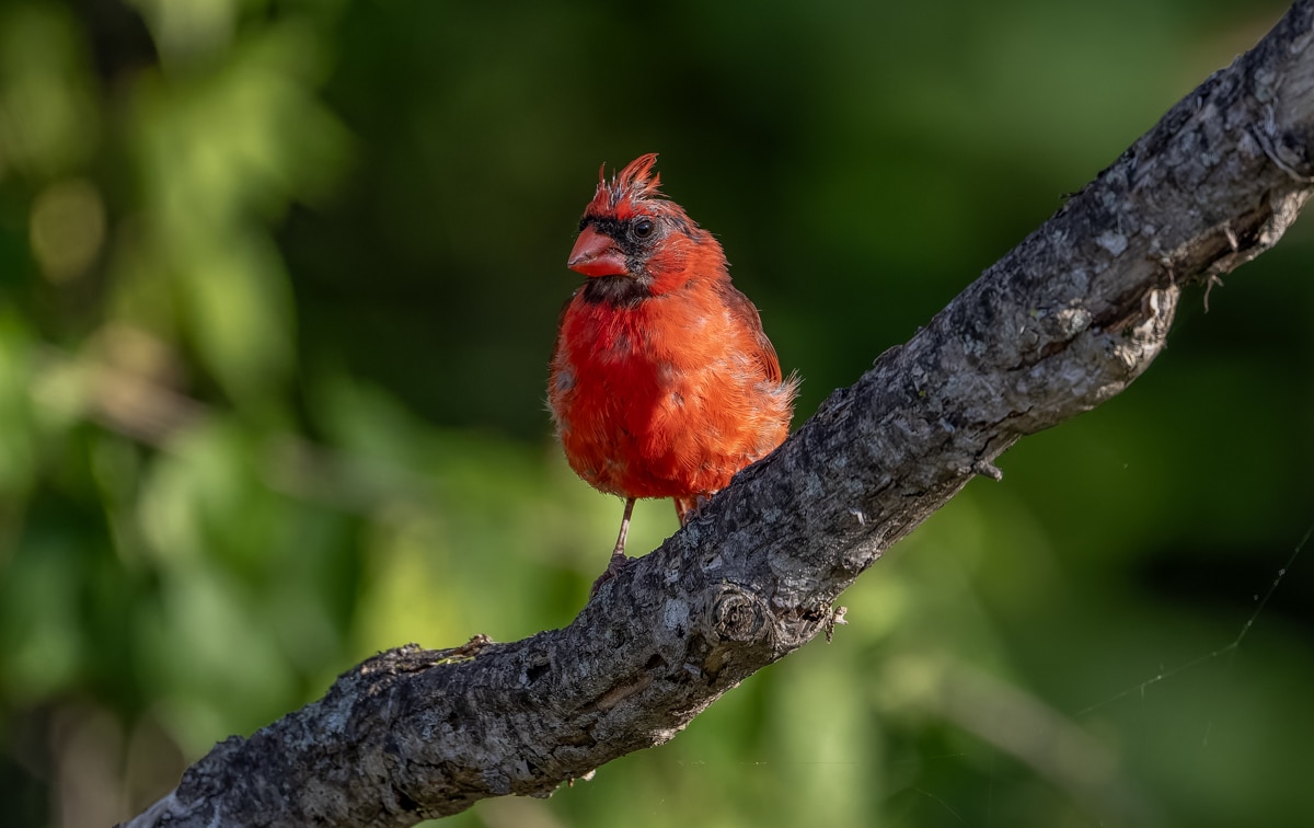 Northern Cardinal