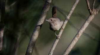 Northern House Wren