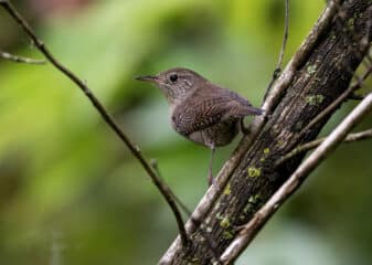 Northern House Wren