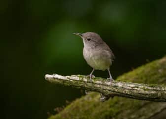 Northern House Wren