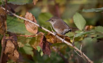 Northern House Wren