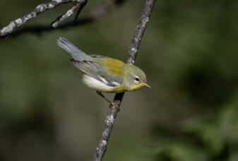 Northern Parula