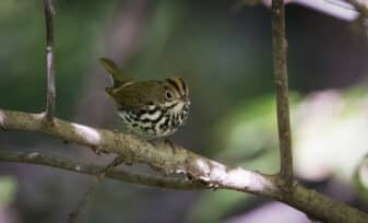 Ovenbird