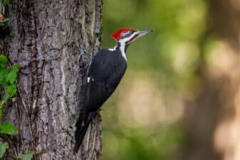 Pileated Woodpecker