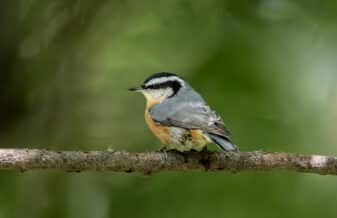 Red-breasted Nuthatch