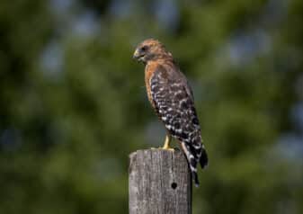 Red-Shouldered Hawk