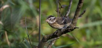 Rose-breasted Grosbeak