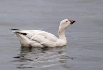 Snow Goose
