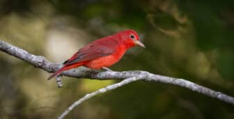 Summer Tanager