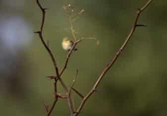 Tennessee Warbler