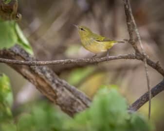 Tennessee Warbler