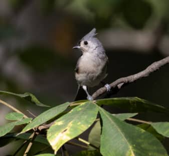 Tufted Titmouse