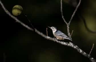 White-breasted Nuthatch