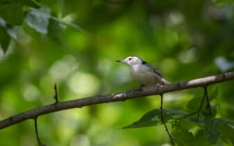 White-breasted Nuthatch