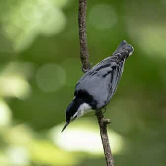 White-breasted Nuthatch